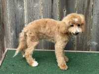 Oliver , a male Bichpoo for sale in Walnut, MS – 3 of 7