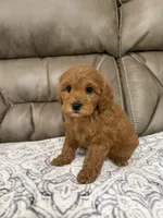 Macy, a female Miniature Goldendoodle for sale in Walnut, MS – 8 of 9