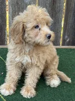 Maggie, a female Miniature Goldendoodle for sale in Walnut, MS – 4 of 5