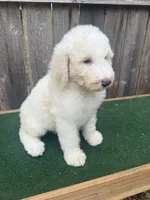 Stella, a female Bernedoodle for sale in Walnut, MS – 2 of 6