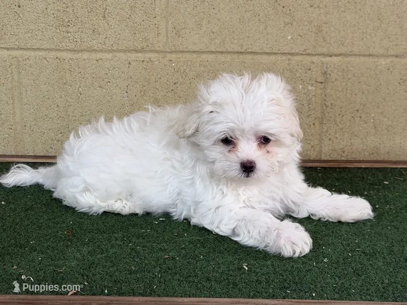 Snow  – Maltese puppy for sale in Walnut, MS