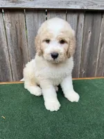 Max, a male Bernedoodle for sale in Walnut, MS – 4 of 9