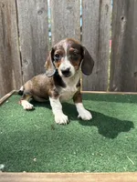 Bella, a female Miniature Dachshund for sale in Walnut, MS – 8 of 10