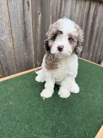 Ella, a female Cavapoo for sale in Walnut, MS – 3 of 7