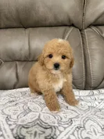 Buddy, a male Miniature Goldendoodle for sale in Walnut, MS – 3 of 8