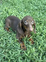 Addias , a male Miniature Dachshund for sale in Walnut, MS – 2 of 4