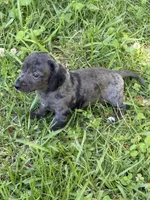 Stella, a female Miniature Dachshund for sale in Walnut, MS – 2 of 7
