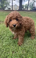 Cooper, a male Cockapoo for sale in Walnut, MS – 4 of 7