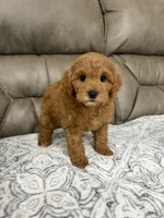 Macy, a female Miniature Goldendoodle for sale in Walnut, MS – 2 of 9