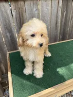Manning, a male Miniature Goldendoodle for sale in Walnut, MS – 2 of 5