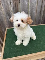 Macy, a female Miniature Goldendoodle for sale in Walnut, MS – 1 of 7