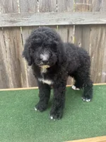 Sadie, a female Bernedoodle for sale in Walnut, MS – 8 of 9