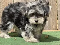 Nala , a female Morkie for sale in Walnut, MS – 3 of 4