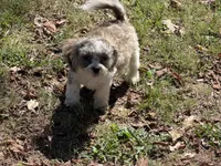Jaminson , a male Shih Tzu for sale in Walnut, MS – 5 of 7