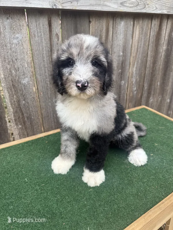 Daisey – Bernedoodle puppy for sale in Walnut, MS