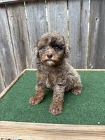 Cooper, a male Poodle - Miniature  for sale in Walnut, MS – 3 of 7