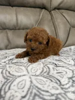 Macy, a female Poodle - Miniature  for sale in Walnut, MS – 5 of 7