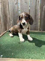 Bella, a female Miniature Dachshund for sale in Walnut, MS – 6 of 10