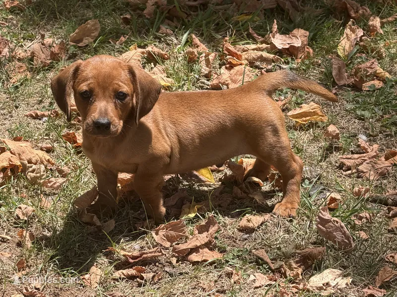 Reese  – Miniature Dachshund puppy for sale in Walnut, MS