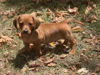 Reese , a male Miniature Dachshund for sale in Walnut, MS – 1 of 4