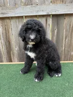 Sadie, a female Bernedoodle for sale in Walnut, MS – 5 of 9