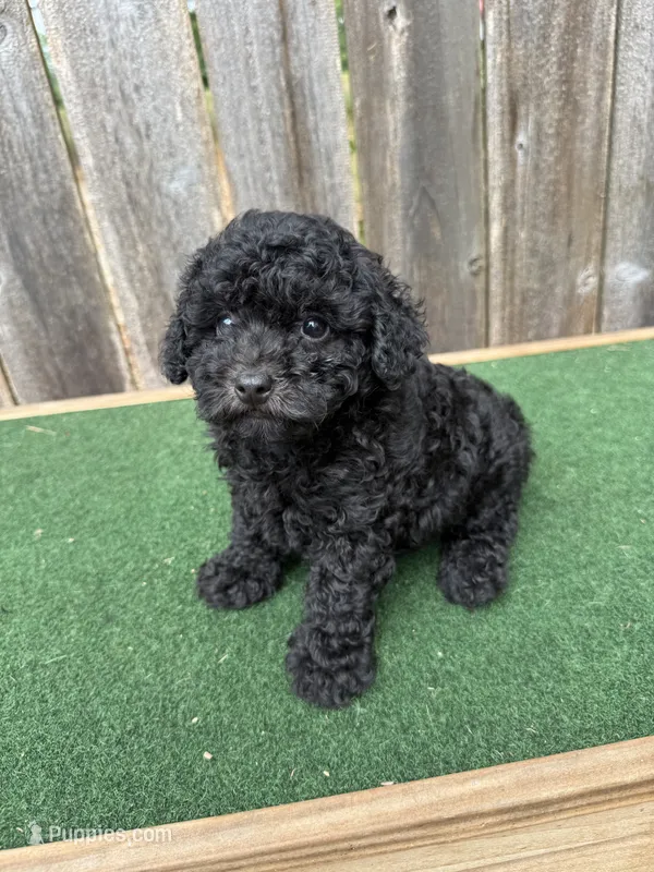 Chase – Poodle - Miniature  puppy for sale in Walnut, MS