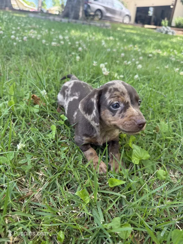 Bella – Miniature Dachshund puppy for sale in Walnut, MS