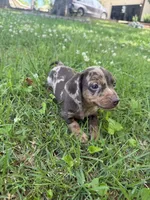 Bella, a female Miniature Dachshund for sale in Walnut, MS – 1 of 8