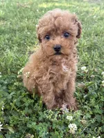 Buddy, a female Miniature Goldendoodle for sale in Walnut, MS – 2 of 8