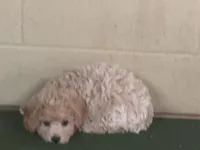 Gayla, a female Bichpoo for sale in Walnut, MS – 4 of 4