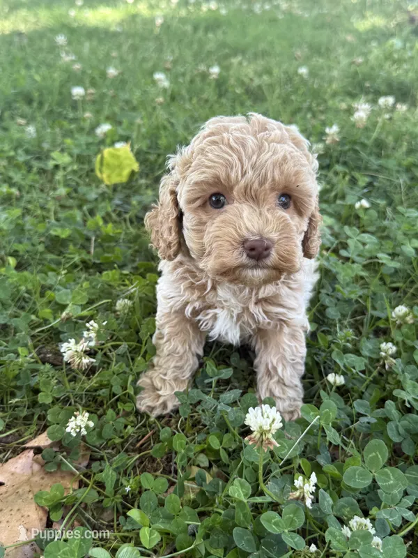 Macy – Miniature Goldendoodle puppy for sale in Walnut, MS