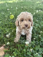 Macy, a female Miniature Goldendoodle for sale in Walnut, MS – 1 of 8