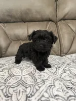 Bella, a female Morkie for sale in Walnut, MS – 8 of 8