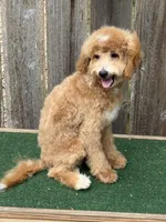 Oliver , a male Bichpoo for sale in Walnut, MS – 5 of 7