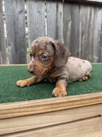 Tazz, a male Miniature Dachshund for sale in Walnut, MS – 2 of 8