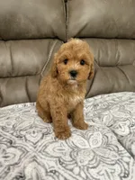 Cooper, a male Miniature Goldendoodle for sale in Walnut, MS – 6 of 8