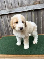 CJ, a male Bernedoodle for sale in Walnut, MS – 4 of 7