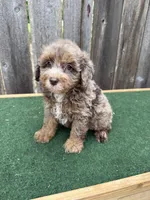 Dart, a male Schnoodle for sale in Walnut, MS – 8 of 9