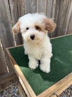 Macy, a female Miniature Goldendoodle for sale in Walnut, MS – 2 of 7