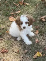 Megan, a female Cockapoo for sale in Walnut, MS – 2 of 4
