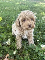 Macy, a female Miniature Goldendoodle for sale in Walnut, MS – 7 of 8