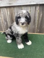 Daisey, a female Bernedoodle for sale in Walnut, MS – 7 of 8