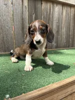 Bella, a female Miniature Dachshund for sale in Walnut, MS – 5 of 10