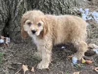 Archie, a male Cocker Spaniel for sale in Walnut, MS – 3 of 3