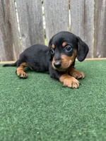 Peanut, a male Miniature Dachshund for sale in Walnut, MS – 4 of 6