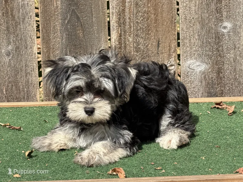 Nala  – Morkie puppy for sale in Walnut, MS