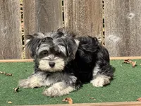 Nala , a female Morkie for sale in Walnut, MS – 1 of 4