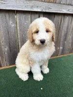 CJ, a male Bernedoodle for sale in Walnut, MS – 1 of 7