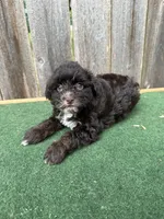Bella, a female Schnoodle for sale in Walnut, MS – 7 of 8
