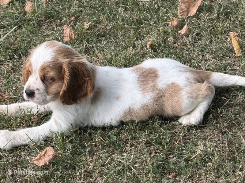 Lexi  – Cockalier puppy for sale in Walnut, MS